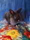 Lionhead rabbit Rabbits for sale in Dunnellon, FL, USA. price: $50