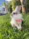 Lionhead rabbit Rabbits for sale in 3100 NE 190th St, Aventura, FL 33180, USA. price: $100