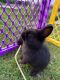 Lionhead rabbit Rabbits for sale in Lansdale, PA, USA. price: NA