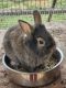 Lionhead rabbit Rabbits for sale in 10267 Red Hill Rd, Athens, AL 35611, USA. price: $20