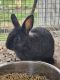 Lionhead rabbit Rabbits for sale in 9815 US-72, Athens, AL 35611, USA. price: NA