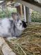 Lionhead rabbit Rabbits for sale in Gap, PA, USA. price: $15