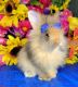 Lionhead rabbit Rabbits for sale in Mamou, LA 70554, USA. price: NA