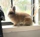 Lionhead rabbit Rabbits for sale in Lewisville, TX, USA. price: NA