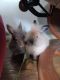 Lionhead rabbit Rabbits for sale in Callahan, FL 32011, USA. price: $60