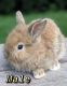 Lionhead rabbit Rabbits for sale in Cherry Hill, NJ, USA. price: NA