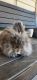 Lionhead rabbit Rabbits for sale in Lafayette, IN, USA. price: $30