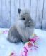 Lionhead rabbit Rabbits for sale in Santa Ana, CA, USA. price: $150