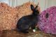 Lionhead rabbit Rabbits for sale in Egg Harbor City, NJ 08215, USA. price: NA