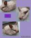 Lionhead rabbit Rabbits for sale in Fayetteville, PA 17222, USA. price: $25