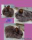 Lionhead rabbit Rabbits