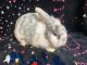 Lionhead rabbit Rabbits for sale in Chesterfield, Virginia. price: $30