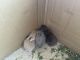 Lionhead rabbit Rabbits for sale in Cypress, Texas. price: $150