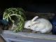 Lionhead rabbit Rabbits for sale in Pleasanton, California. price: $30