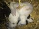 Lionhead rabbit Rabbits for sale in Sandy Creek, NY, USA. price: NA
