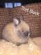 Lionhead rabbit Rabbits for sale in Raleigh, NC, USA. price: NA