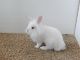 Lionhead rabbit Rabbits for sale in Stockton, CA, USA. price: NA
