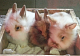 Lionhead rabbit Rabbits for sale in Martin, MI 49070, USA. price: NA