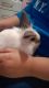 Lionhead rabbit Rabbits for sale in Granbury, TX, USA. price: NA