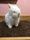 Lionhead rabbit Rabbits for sale in Marysville, MI, USA. price: NA