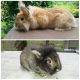 Lionhead rabbit Rabbits for sale in Roseville, OH 43777, USA. price: NA