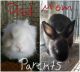 Lionhead rabbit Rabbits for sale in Laredo, TX, USA. price: $30