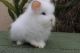 Lionhead rabbit Rabbits for sale in Downey, CA, USA. price: $125