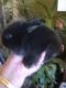 Lionhead rabbit Rabbits for sale in Manning, SC 29102, USA. price: $40
