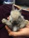 Lionhead rabbit Rabbits for sale in Culpeper, VA 22701, USA. price: NA