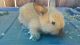 Lionhead rabbit Rabbits for sale in Long Beach, CA, USA. price: $25