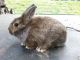 Lionhead rabbit Rabbits for sale in Roseville, OH 43777, USA. price: NA