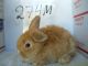 Lionhead rabbit Rabbits for sale in Hauppauge, NY, USA. price: NA