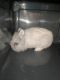 Lionhead rabbit Rabbits for sale in North Wales, PA 19454, USA. price: $30