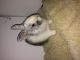 Lionhead rabbit Rabbits for sale in Spencer, OH 44275, USA. price: NA