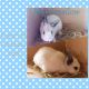 Lionhead rabbit Rabbits for sale in Lansing, MI, USA. price: NA