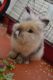 Lionhead rabbit Rabbits for sale in San Leandro, CA 94577, USA. price: NA