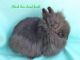 Lionhead rabbit Rabbits