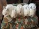 Lionhead rabbit Rabbits for sale in Sanford, MI 48657, USA. price: NA