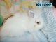 Lionhead rabbit Rabbits for sale in Woonsocket, RI 02895, USA. price: NA