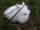 Lionhead rabbit Rabbits for sale in Floral City, FL 34436, USA. price: NA