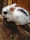 Lionhead rabbit Rabbits for sale in Tamms, IL, USA. price: NA