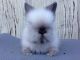 Lionhead rabbit Rabbits for sale in Hayward, CA 94545, USA. price: NA