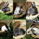 Lionhead rabbit Rabbits for sale in Whittier, CA, USA. price: NA
