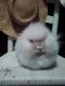 Lionhead rabbit Rabbits for sale in Floral City, FL 34436, USA. price: NA