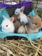 Lionhead rabbit Rabbits for sale in Round Lake Beach, IL, USA. price: $20