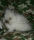 Lionhead rabbit Rabbits for sale in Fife Lake, MI 49633, USA. price: NA