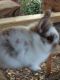 Lionhead rabbit Rabbits for sale in Columbus, GA, USA. price: NA