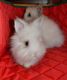 Lionhead rabbit Rabbits for sale in Moorestown, NJ 08057, USA. price: $60