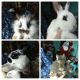 Lionhead rabbit Rabbits for sale in Blairsville, PA 15717, USA. price: NA