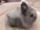 Lionhead rabbit Rabbits for sale in Temecula, CA, USA. price: NA